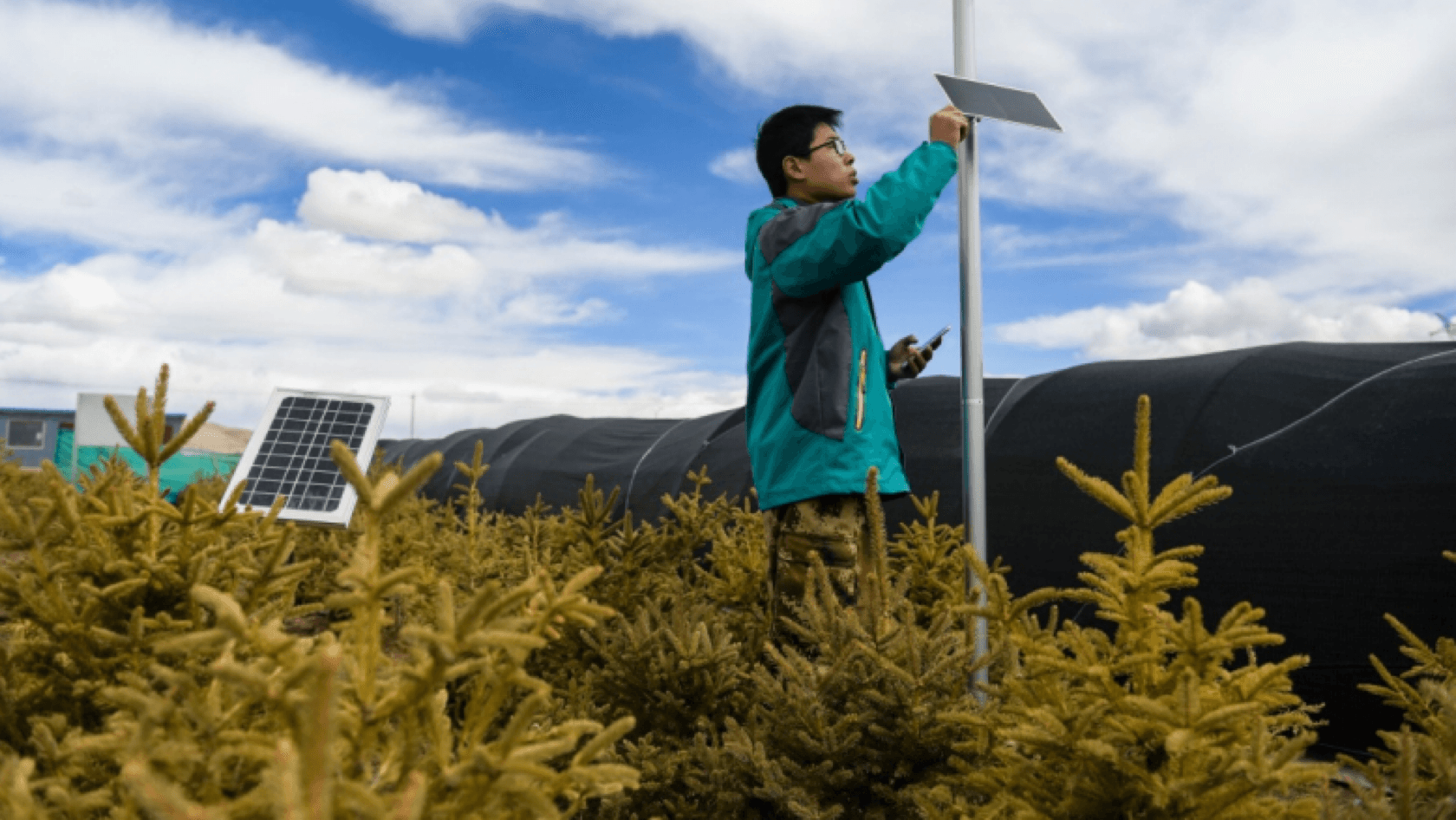 高寒地区植树项目