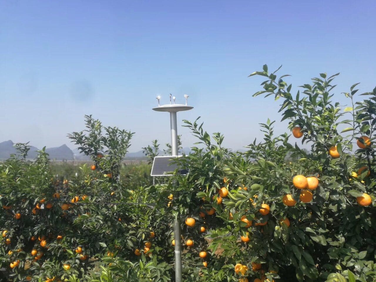柑橘园智能监测
